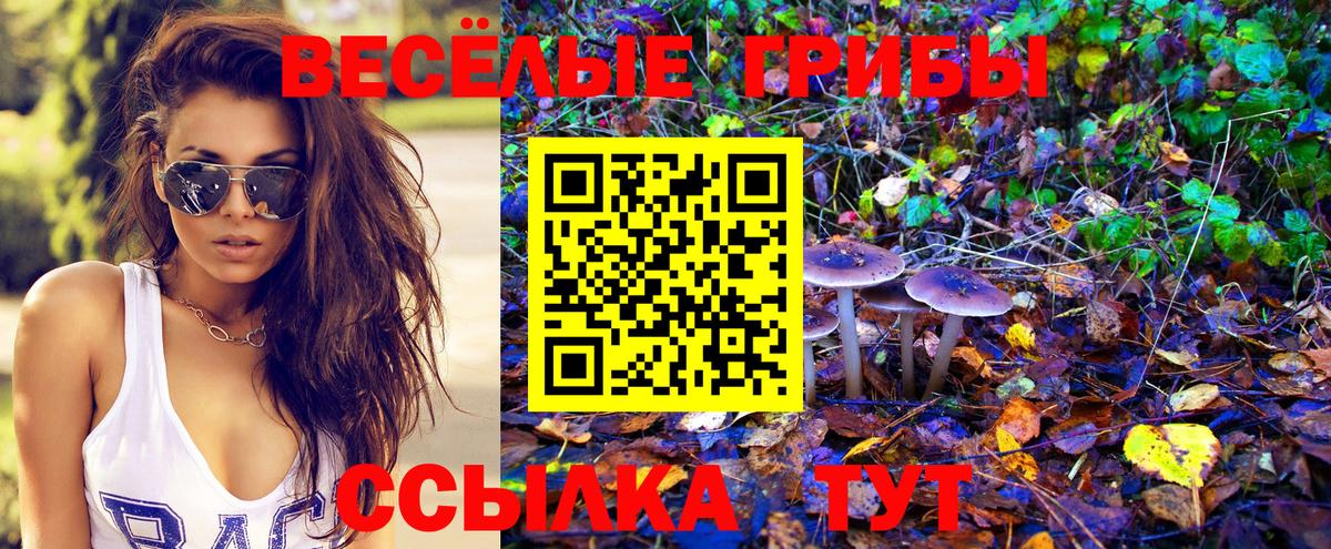 Псилоцибиновые грибы Psilocybe Конаково